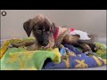 Poor Puppy Writhed, Counting His Last Seconds, Then Got a Tearful Ending