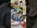 This video is powered by Catnip!