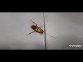 Sorry for interupting your relax time cockroach #cockroach #sorrynotsorry #insects