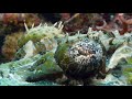 Amun Ini Beach Resort and Spa in the Philippines, Muck and Wall diving with Panasonic GH 4