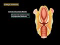 Larynx Anatomy (Cartilage, Ligaments, Joints, Wall, Cavity)