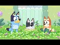 Boogie with Bingo 💃 🧡 🎶 | Dancing with Bingo and Bluey  | Bingo - Official Channel