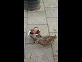 Mandarin duck trying to impress a lady mallard