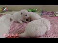 Pomeranian Puppies Grow Up   In 30 Days , Wow Mom's Dog Well Care Of Her Babies !
