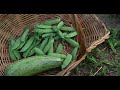 Cooking with Mulberries | ASMR Campfire Cooking in the Iowa Countryside