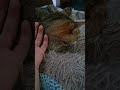 Vlog Post 01 - Raw Recording ft. my cat