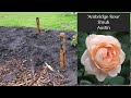 Planting a New Trial Rose Garden