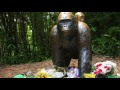 Missing You - A Tribute To Harambe