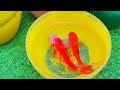 So Amazing.. Catching Colorful Betta Fish In The River, Giant Catfish, Ornamental Fish, Turtle, Bird