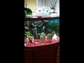 Cichlids fishes, frontbow