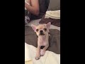 Chihuahua singing