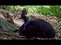 The Cassowary: The Last Surviving Dinosaur | 4K Wildlife Documentary | Real Wild