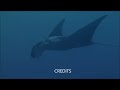 Manta Ray Rescue - cutting rope