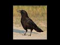 crow mode