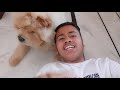 OBSTACKLE Challenge with chow chow // WIN OR LOSE?