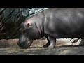 Incredible Animals in Stunning 4K HDR - Relax with Nature & Soothing Music