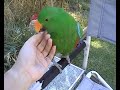 Eclectus Parrot Talking