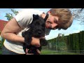 Scottish Terrier - Dog Breed Information