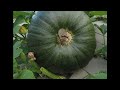 Orange Pumpkin growing in 100 days: A timelapse Video