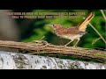 Bird songs - A very magical song of Nightingale.