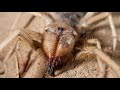 Camel Spiders: Neither Camels, nor Spiders