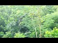 Rainforest Rain Sounds ⛈️ for Sleeping or Studying with bird singing 🐦