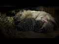 Adventures of a hedgehog family