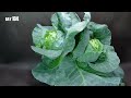 Cabbage Plant Growing From Scrap To Harvest Time Lapse (106 Days)