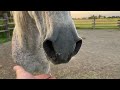 Arabian horse has a spa day ~ hoof trim ~ bath ~ Life is good!