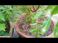 How To Grow And Care Tecoma Plant || Tecoma Plant Summer Care || Tecoma Plant Propagation Urdu/Hindi