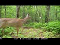 2023 Maine Wildlife Out and About Trail Camera Footage