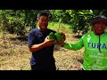 Giant Avocado in Philippines, 1 piraso More than 1kilo? Wow