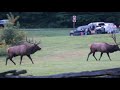Elk Rut 2021 at the Oconaluftee Visitor Center, Great Smoky Mountains National Park