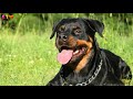 5 Different Kinds of Rottweilers