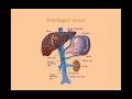 Approaching the GI Bleed - CRASH! Medical Review Series