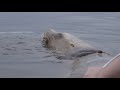 Entangled Sea Lion Freed