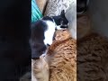 Feline sibling affection