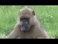 Beautiful Relaxing Music, Animals Close up, Stress Relief, Reduce Anxiety