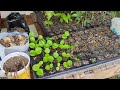 Avocado seedlings and what I'm doing. Saved an avocado seedling from the neighbor's gutter.  USVI