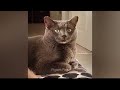 Funniest Dogs and Cats 🙀😘 Best Funniest Animals Video 2024 😘