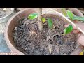 How To Care Hibiscus flower Plant At Home || Hibiscus Plant July Care Tips | Fertilizer Propagation