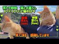 DAISO商品で作った/冬猫ハウスプレゼントしてみたｮ/番外編野良猫との出会い『猫と暮らす50代夫婦』