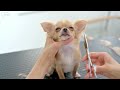 That Tiny Chihuahua is now one year old and back! (dog grooming)