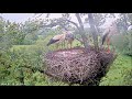 British storklets standing in their muddy nest during a rain storm.