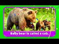 Animal Names for Kids | Animals Sounds & Baby Names | Educational Videos For Kids By RV AppStudios