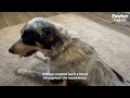 Pregnant Foster Dog Surprises Everyone With Her Tenth Puppy | The Dodo Foster Diaries