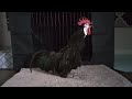 Rocky the Rooster
