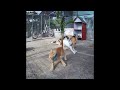🤣😘 Funny Dog And Cat Videos ❤️😸 Funniest Animals 2024 #17