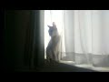 【2365,2366日目】見るにゃ～な猫【かわいい・面白い】～The growth record of my cute cat, Nike day 2365,2366