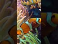 Clownfish 😻 #clownfish #coralreef #aquarium #nature